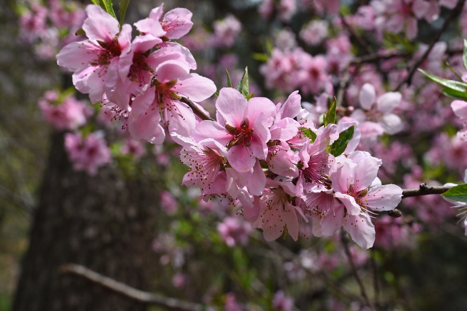 Tree branch blossom plant