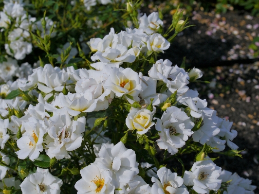 Meer blüte anlage weiss Foto