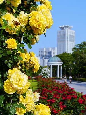 Sea blossom plant flower Photo