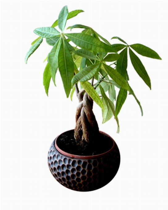 树 分支 植物 水果