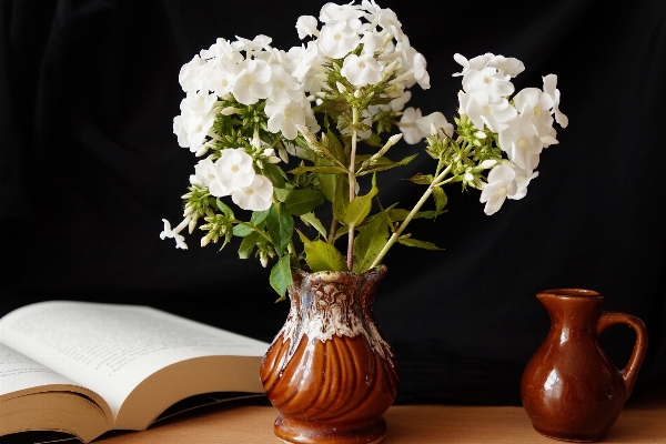 Nature book plant white Photo