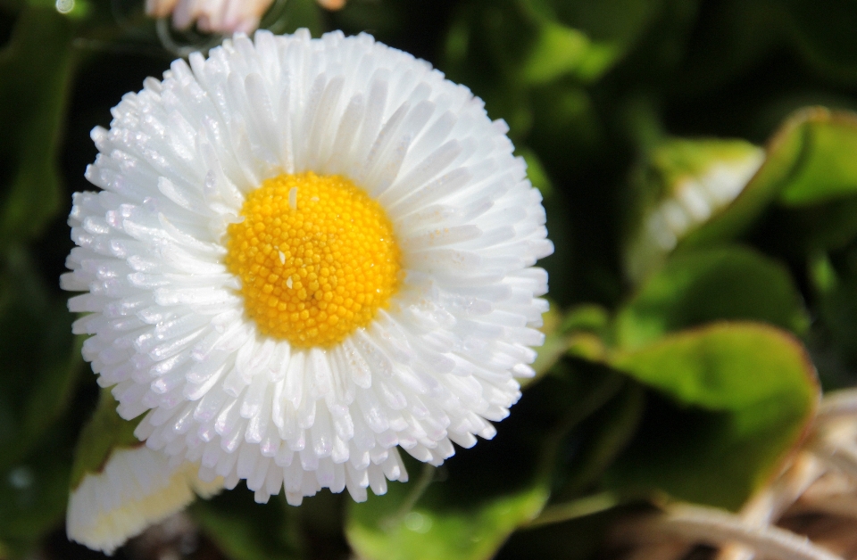 Naturaleza florecer planta blanco