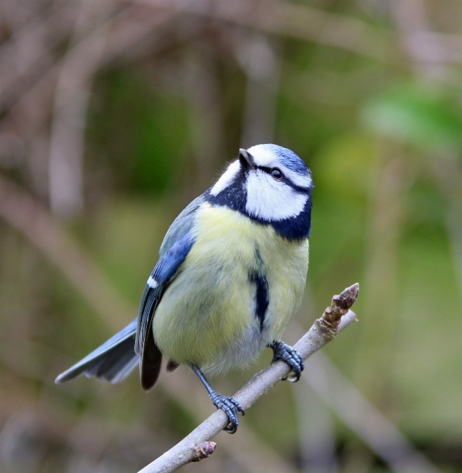 Naturaleza rama pájaro fauna silvestre