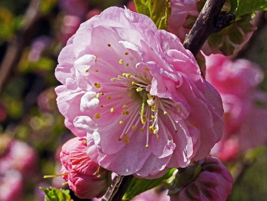 Tree nature branch blossom Photo