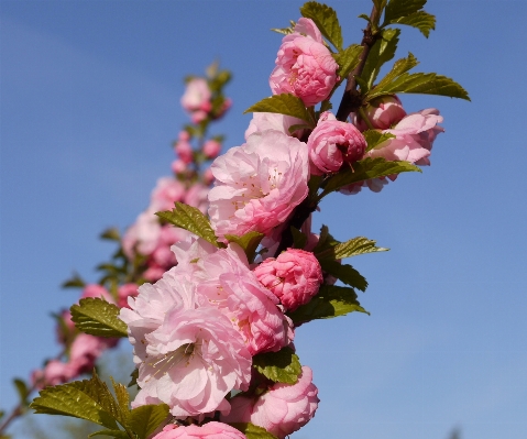 Nature branch blossom plant Photo