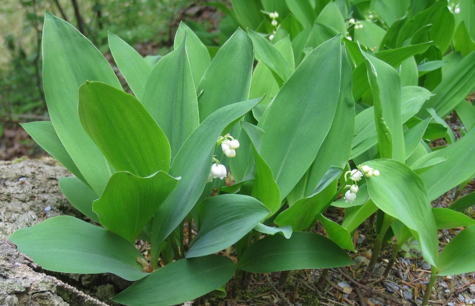 Nature plant white flower