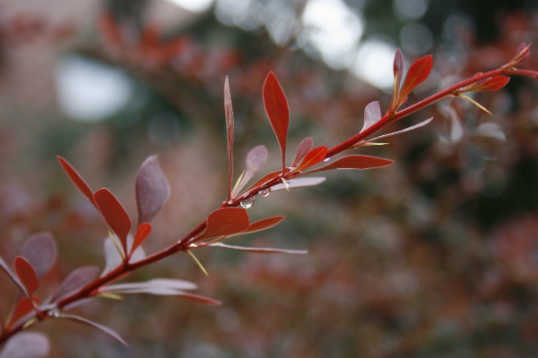 Tree nature outdoor branch Photo