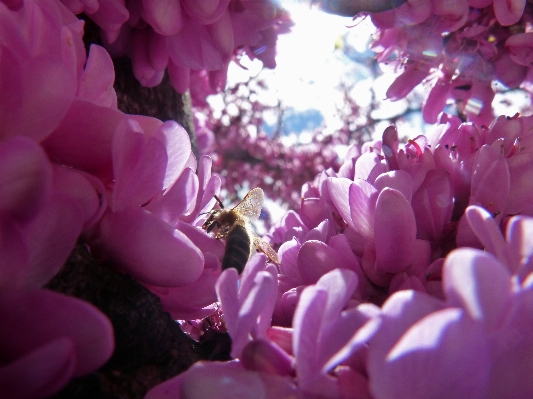 Blossom plant sky photography Photo