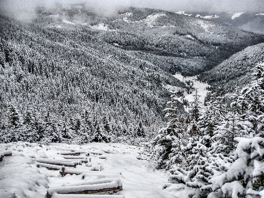 Landscape tree forest wilderness Photo