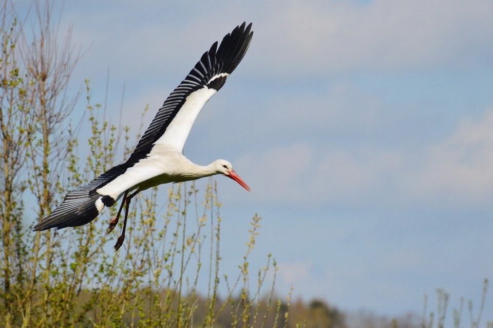 Natur vogel flügel fliege