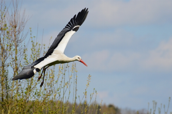 Nature bird wing fly Photo