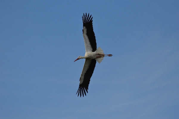 Foto Alam burung sayap laut
