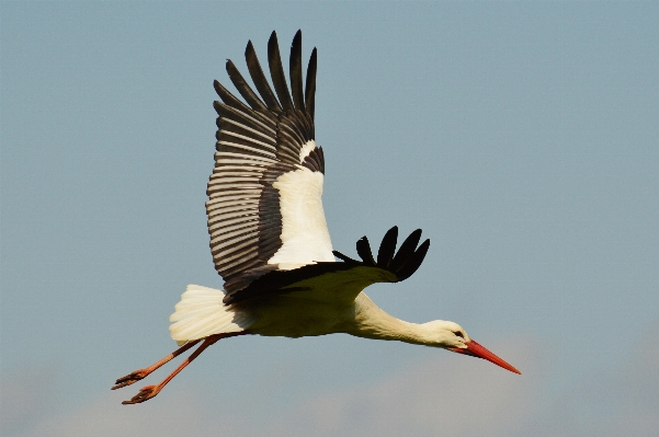 Nature bird wing fly Photo