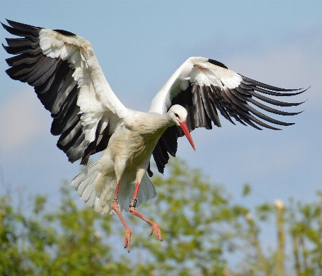 Nature bird wing fly Photo