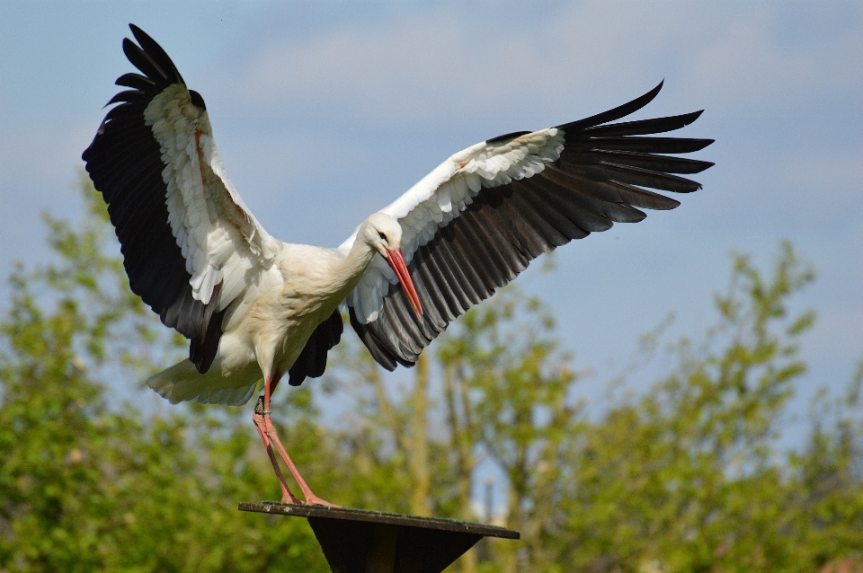 Natur vogel flügel land