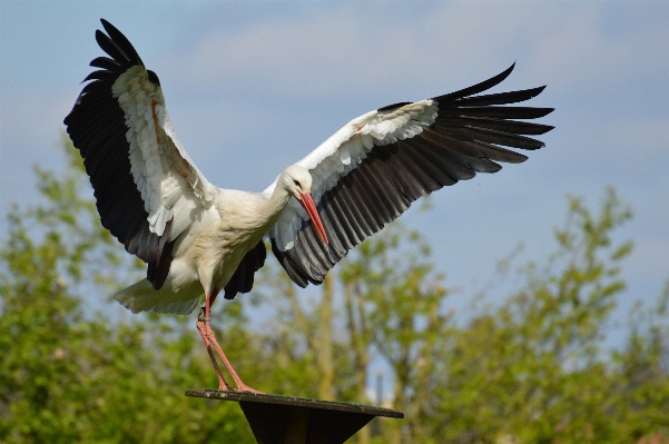 Nature bird wing land Photo