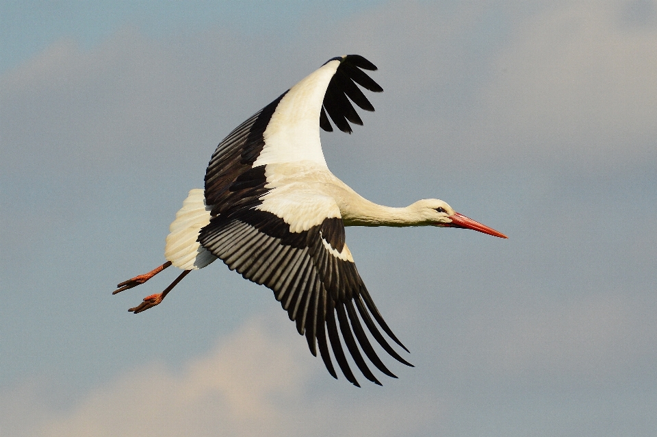 Nature oiseau aile voler