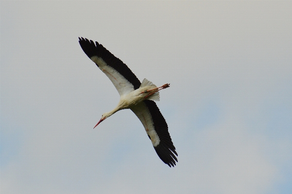 Nature bird wing seabird Photo