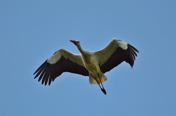 Nature bird wing fly Photo