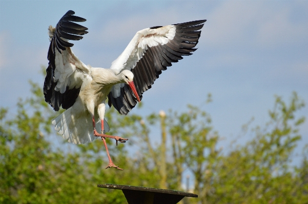 Nature bird wing land Photo