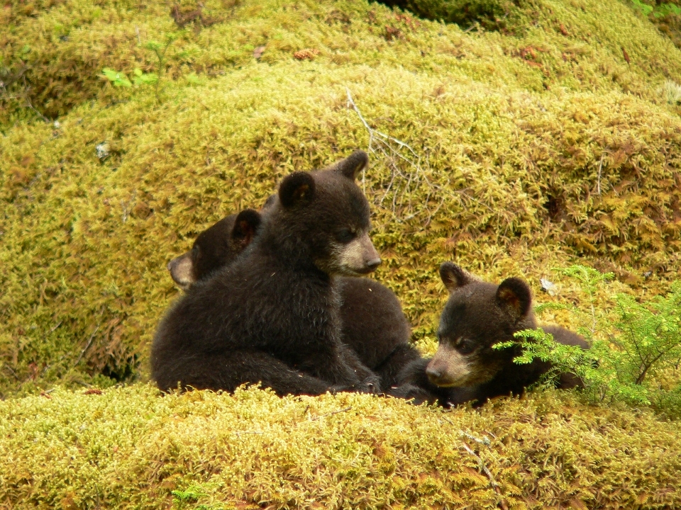 自然 かわいい クマ 野生動物