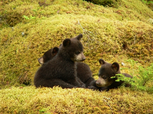 Foto Natura carino orso animali selvatici