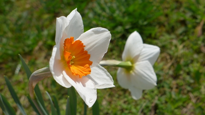 Nature plant white meadow Photo