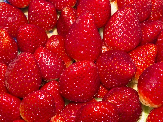 Nature plant raspberry fruit Photo