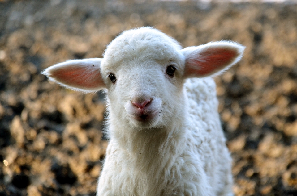 Niedlich tierwelt ziege weide
