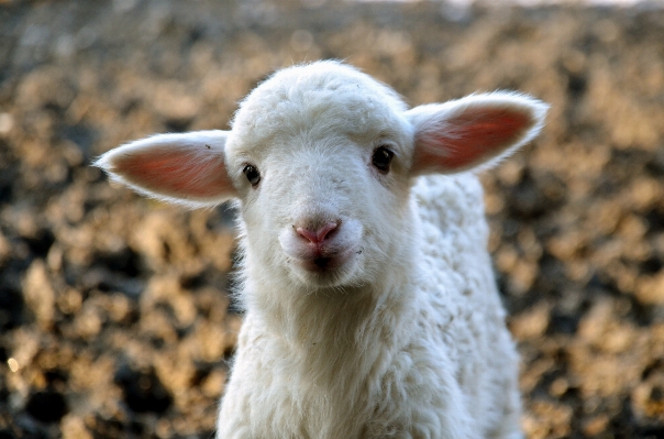 Cute wildlife goat pasture Photo