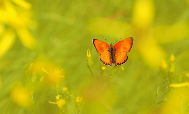 Nature plant photography meadow Photo