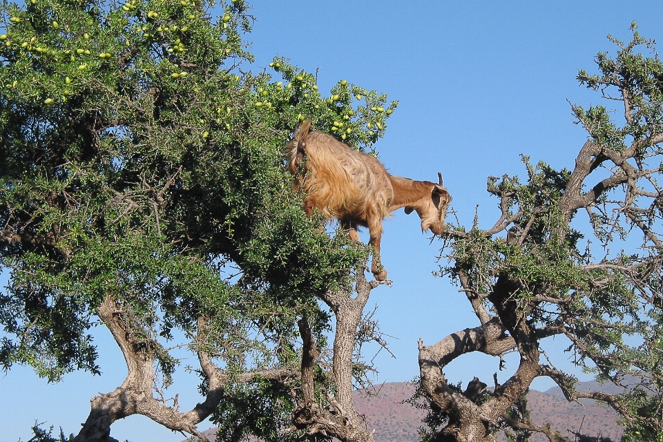 Baum tierwelt ziege fauna