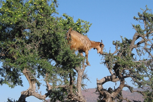 木 野生動物 ヤギ fauna 写真