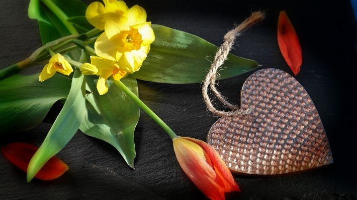 Blossom plant leaf flower Photo