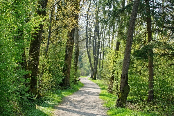 Tree nature forest wilderness Photo