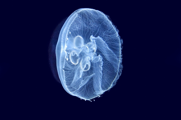 海 水 海洋 生物学 写真