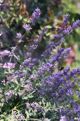 Blossom plant flower purple Photo