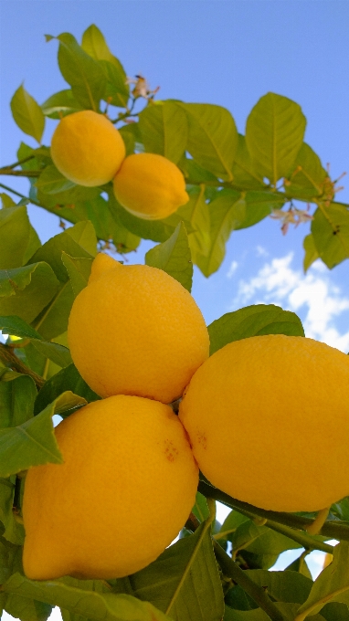 Plantar fruta flor laranja