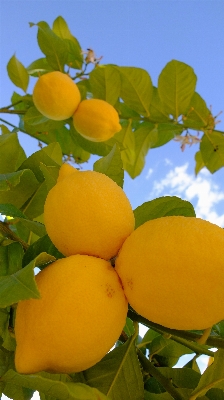 Plant fruit flower orange Photo