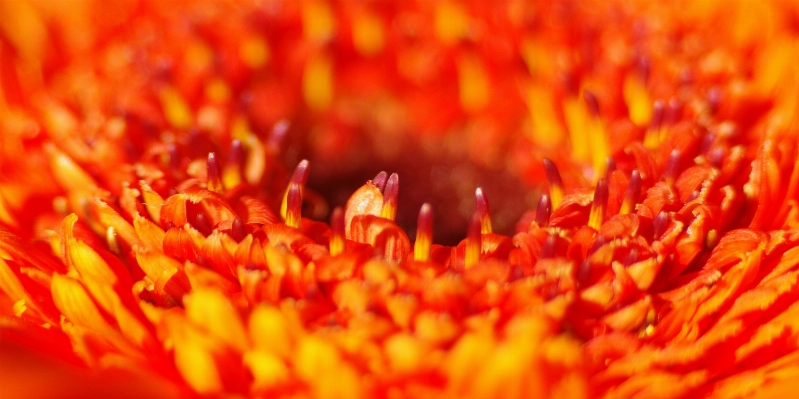 Anlage blume blütenblatt orange Foto