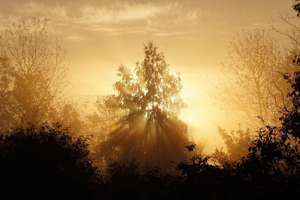 Landscape tree nature branch