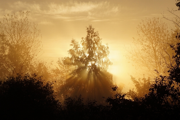 Landscape tree nature branch Photo