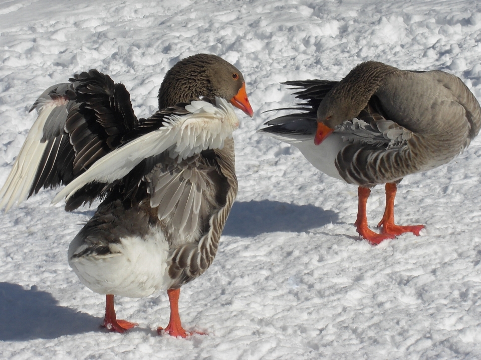 Neige froid hiver oiseau