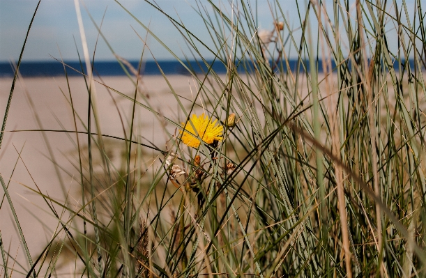 Beach sea nature grass Photo