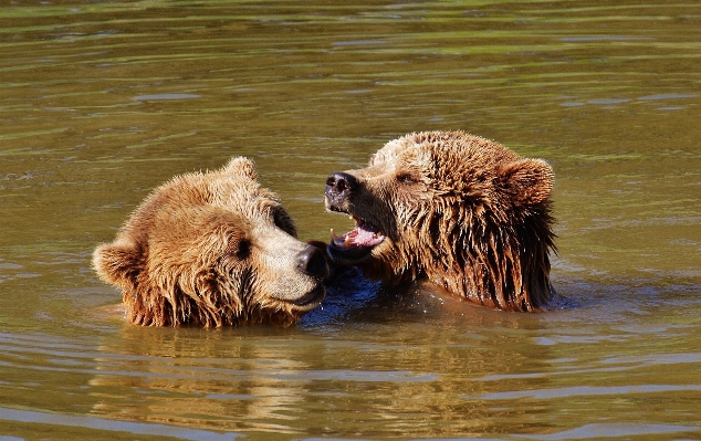 Photo Eau jouer animal étang