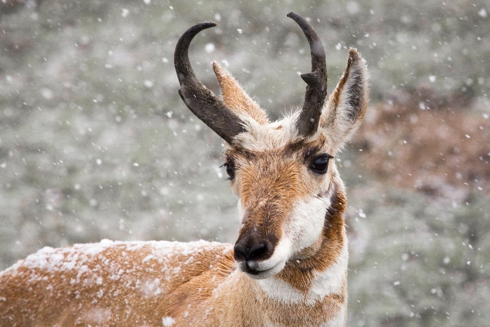 Natur schnee winter landschaft