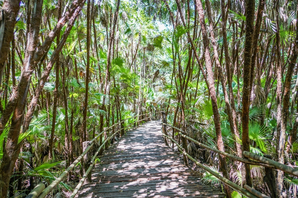 árvore natureza floresta caminho