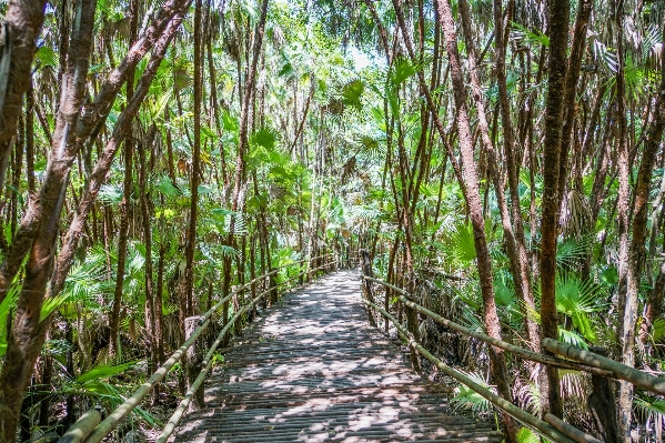 Tree nature forest path Photo