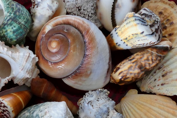 Beach sea coast water Photo