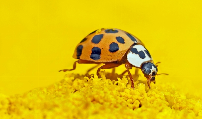 Photography flower insect yellow Photo